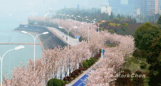 NG28官网网站杭州：最美塑胶跑道有2000株樱花相伴美翻了！